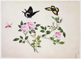 Roses in Bud and Bloom with Butterflies and Insects